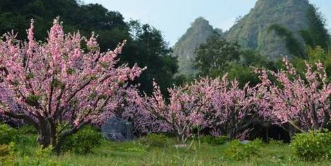 仙游到桂林旅游|桂林大漓江、阳朔双飞四日游|仙游旅行社排行榜